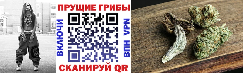 Галлюциногенные грибы Psilocybe Чердынь